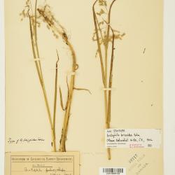 Arctophila (Rupr.) Andersson