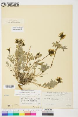 Astragalus hallii