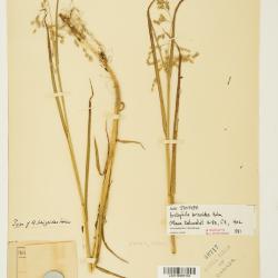 Arctophila (Rupr.) Andersson