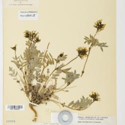 Astragalus hallii