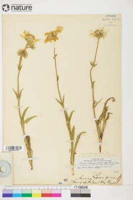 Arnica L.