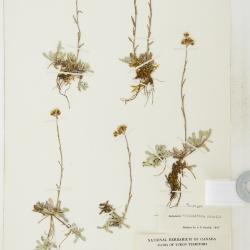 Antennaria media