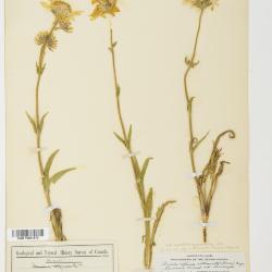 Arnica L.