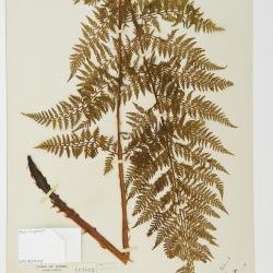 Athyrium americanum