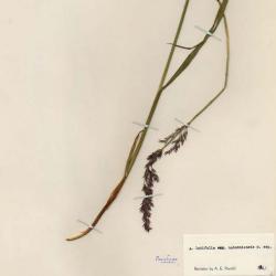 Arctagrostis latifolia
