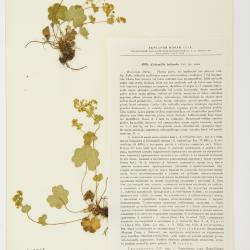 Alchemilla L.