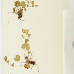 Alchemilla L.
