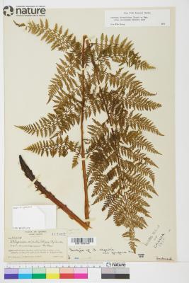 Athyrium americanum