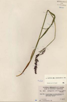 Arctagrostis latifolia