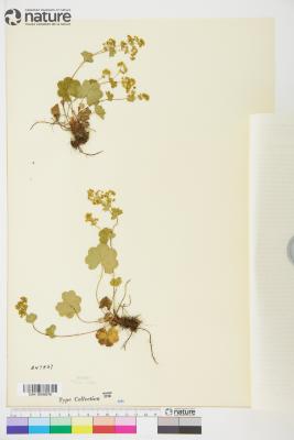 Alchemilla L.