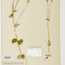 Arnica L.