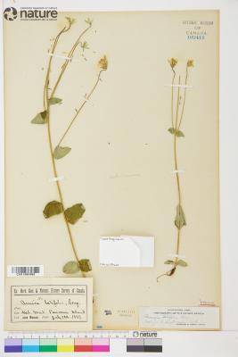 Arnica L.