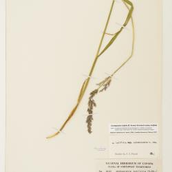 Arctagrostis latifolia