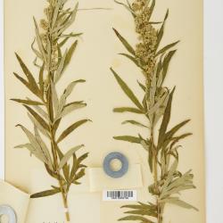 Artemisia vulgaris