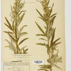 Artemisia vulgaris