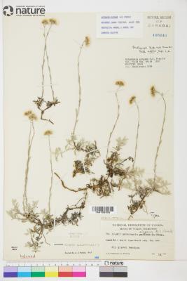 Antennaria rosea