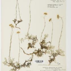 Antennaria rosea