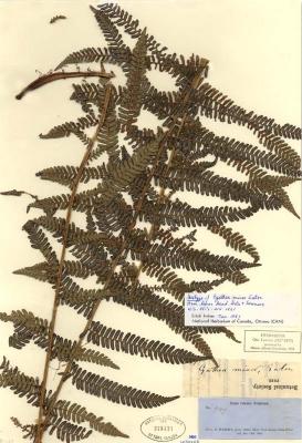 Alsophila minor