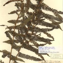 Alsophila minor