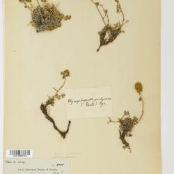 Artemisia furcata