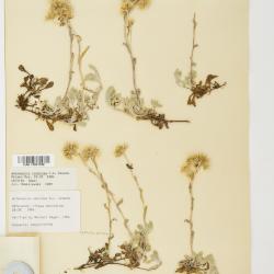 Antennaria rosea
