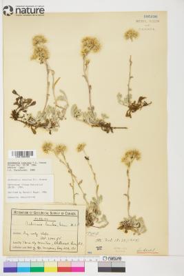 Antennaria rosea