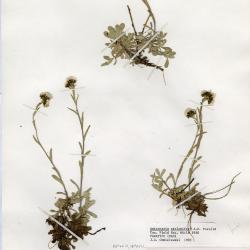 Antennaria media