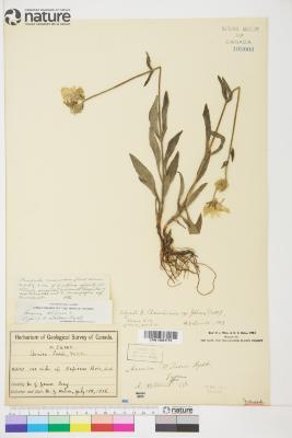 Arnica lonchophylla