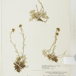 Antennaria media