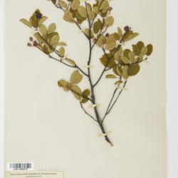 Amelanchier Medik.