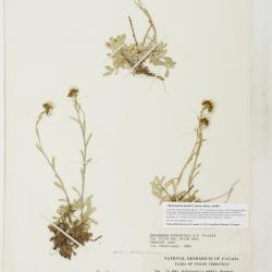Antennaria media