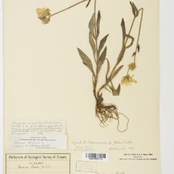 Arnica lonchophylla