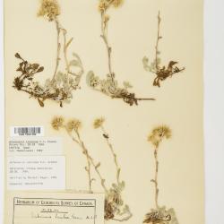 Antennaria rosea