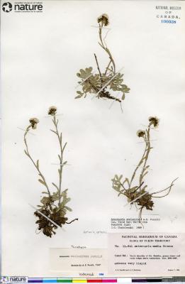 Antennaria media