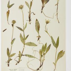 Arnica griscomii