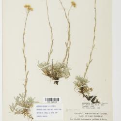 Antennaria rosea
