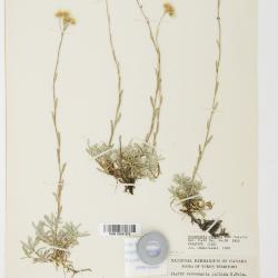 Antennaria rosea