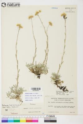 Antennaria rosea