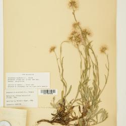 Antennaria rosea