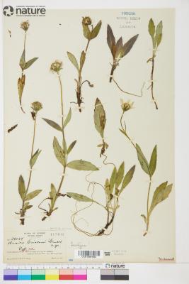 Arnica griscomii