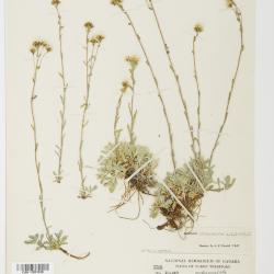 Antennaria alpina
