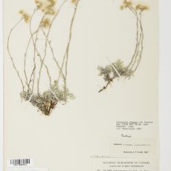 Antennaria rosea