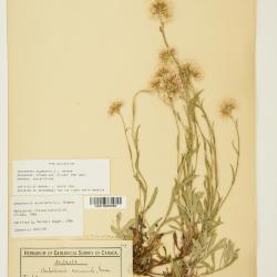 Antennaria rosea