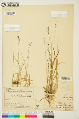 Agrostis L.