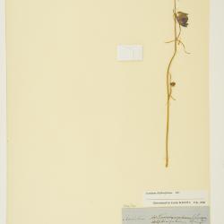 Aconitum delphinifolium