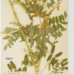 Astragalus L.