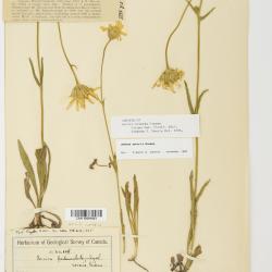 Arnica sororia