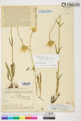 Arnica sororia