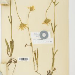 Arnica sororia
