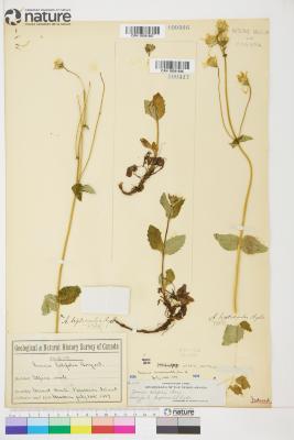 Arnica L.